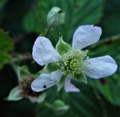 Rubus nemoralis
