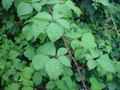 Rubus nemoralis