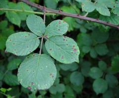 Rubus robiae