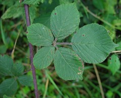 Rubus robiae