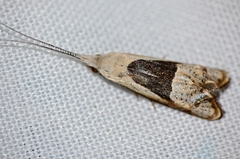 Ceromitia trigoniferella