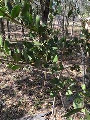 Psydrax oleifolia