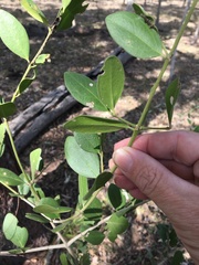 Psydrax oleifolia