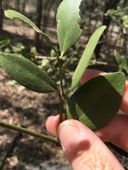 Psydrax oleifolia