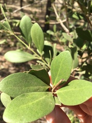 Psydrax oleifolia
