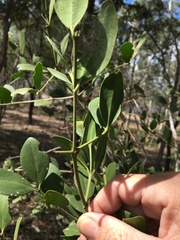Psydrax oleifolia