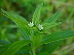 Lithospermum officinale