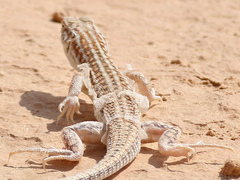 Acanthodactylus opheodurus