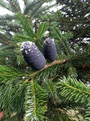 Abies spectabilis
