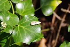 Eilema depressa