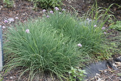 Allium kunthii