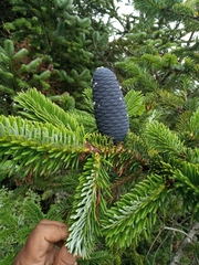 Abies spectabilis