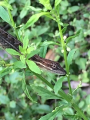 Anolis gaigei