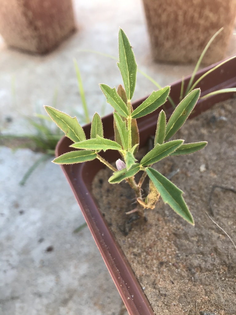 Cyamopsis
