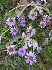 Aster stracheyi