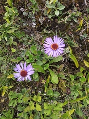 Aster stracheyi