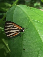 Arawacus lincoides