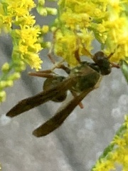 Polistes fuscatus