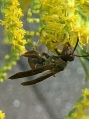 Polistes fuscatus