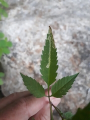Liriomyza carphephori