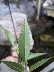 Liriomyza carphephori