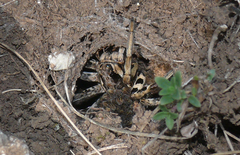 Lycosa tarantula