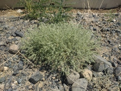 Ceratocarpus arenarius