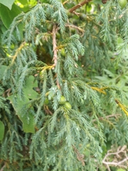 Juniperus recurva