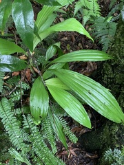 Calanthe formosana