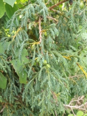 Juniperus recurva