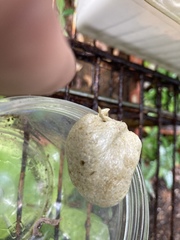 Polypedates leucomystax