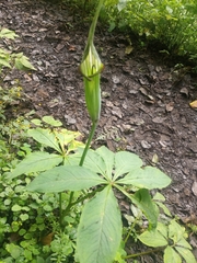 Arisaema jacquemontii