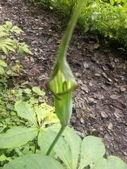 Arisaema jacquemontii