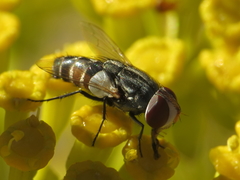 Protomiltogramma fasciata