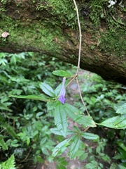 Lysionotus pauciflorus