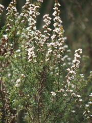 Leptospermum erubescens