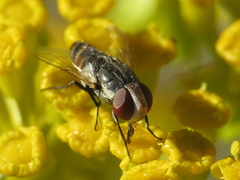 Protomiltogramma fasciata