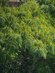 Paraserianthes