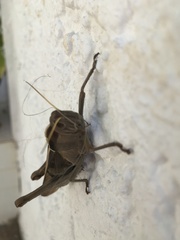 Acanthacris ruficornis