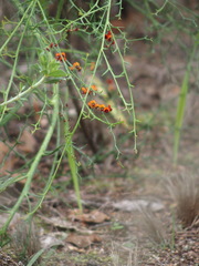 Daviesia flexuosa