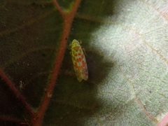 Typhlocyba quercus