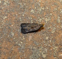 Dichomeris juncidella