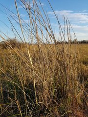 Eragrostis infecunda