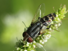Protomiltogramma fasciata