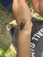 Chrysodema lewisii