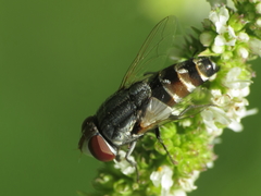 Protomiltogramma fasciata