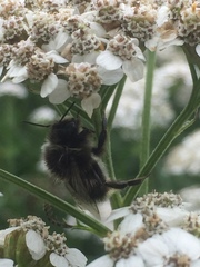 Bombus