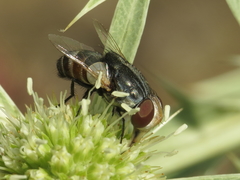 Protomiltogramma fasciata