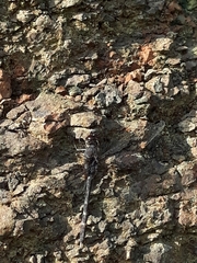 Bradinopyga konkanensis