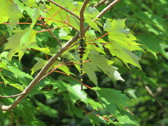 Macromia